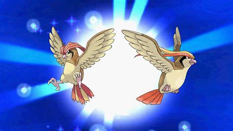 pidgeotto evolves into pidgeot.